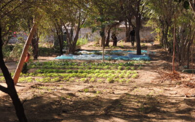 A Ndem, village sénégalais, développer l’agriculture pour la population locale