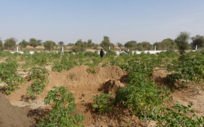 Rapport final Darou Ndimb agroécologie et artisanat